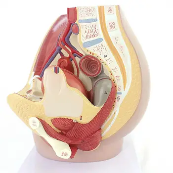 3 Част на Човешкото Женски Таз, С 8-седмичен плод Модел Хирург на Медицински Образователни Модели